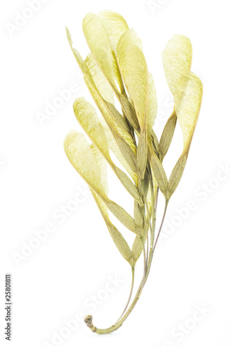 bunch of ash seed