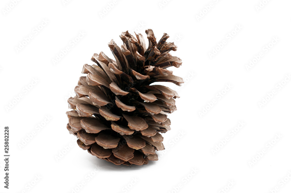 pine cone