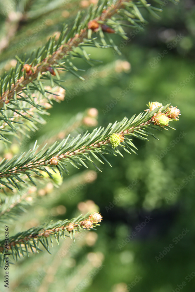 Fichtenblüte