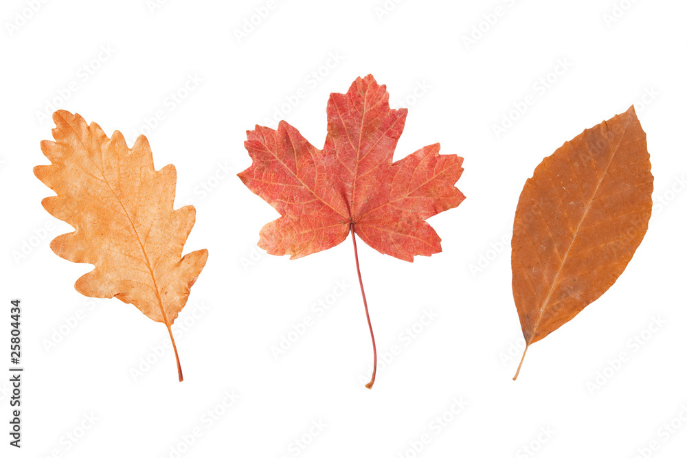 Colorful autumn leaves. Colorful autumn leaves.