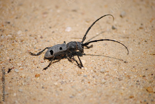 insect on the sand