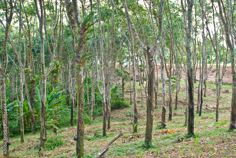 Rubber tree garden Rubber tree garden
