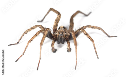 Wolf spider isolated on white background.