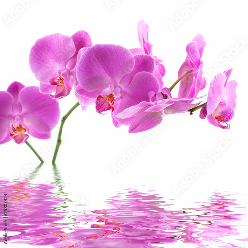 Fototapeta Naklejka Na Ścianę i Meble -  Pink Orchid
