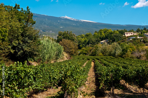 vignes de Provence