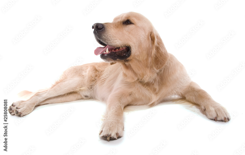 golden retriever mâle de trois ans couché sur fond blanc