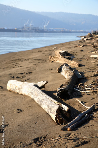 Driftwood along the Willamette River.