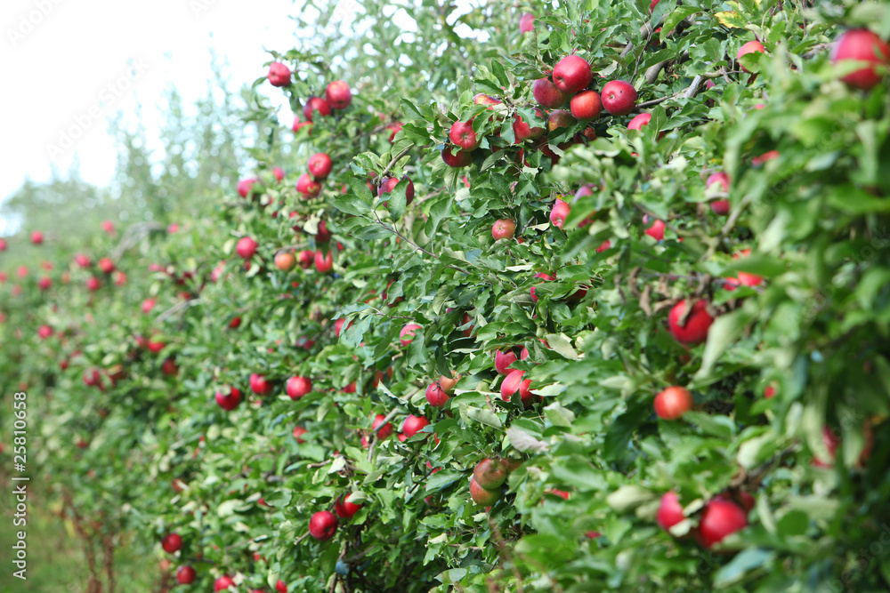 Pommes rouges dans pommiers (#4)