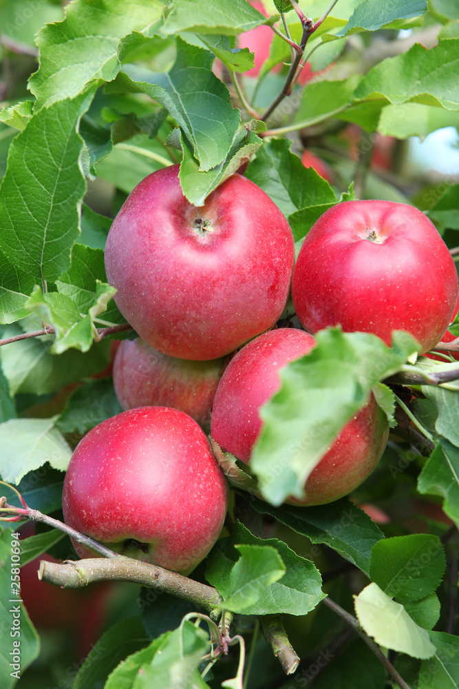 Obraz premium Pommes rouges dans pommiers (#1)