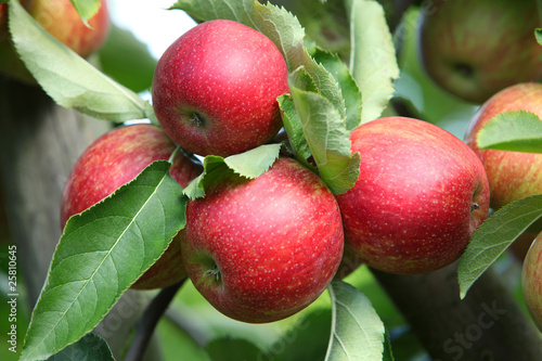 Pommes rouges dans pommiers (#5)