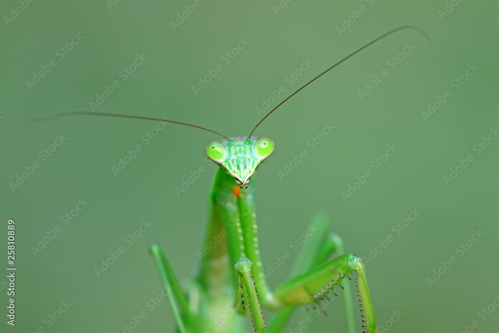 mantis mantis
