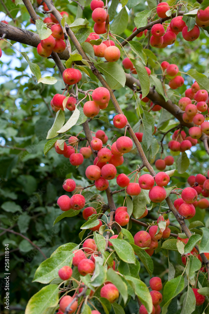 Kraft apples on the branch