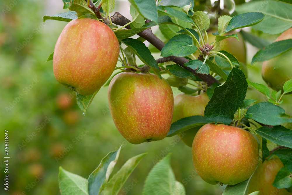 Cropps Pink apples on the branch Cropps Pink apples on the branch