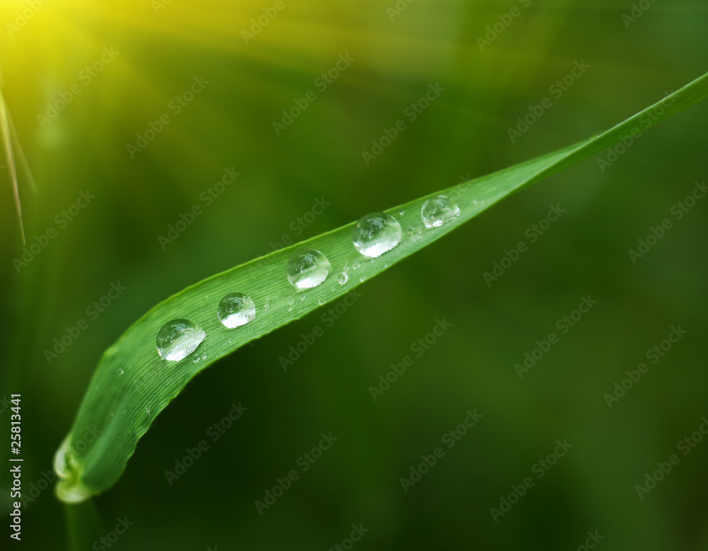 5 drops Stock Photo | Adobe Stock