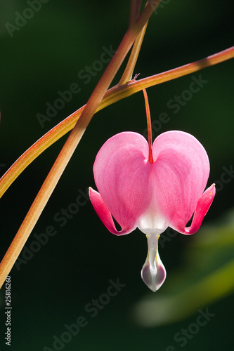 Pink Dicentra - Bleeding heart