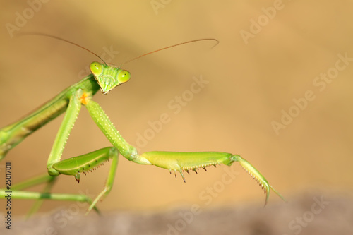tenodera mantis © zhang yongxin