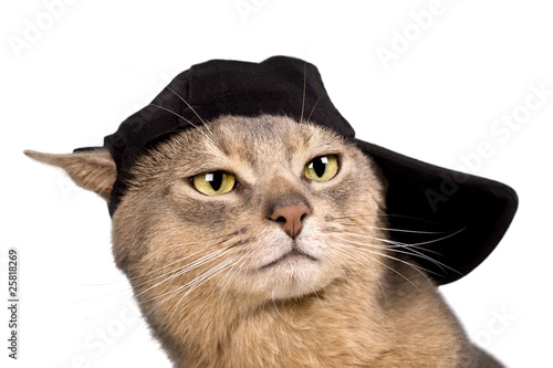 Photography Abyssinian cat in baseball cap isolated on white
