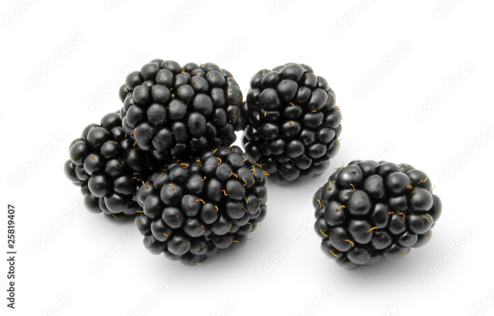 blackberries isolated blackberries isolated