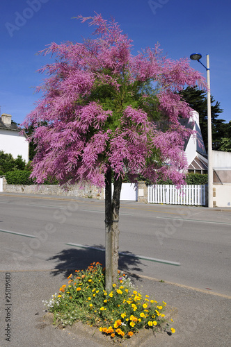 Tamaris en fleurs en Bretagne, France photo