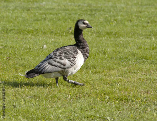 Barnacle goose © John Sandoy
