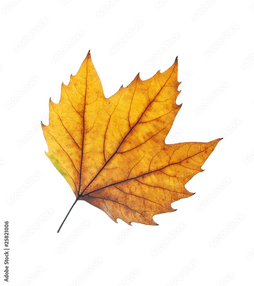 Leaf Leaf