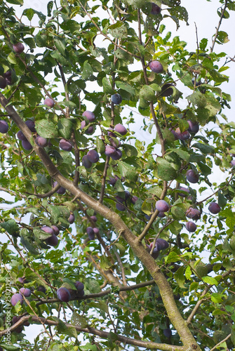 Plum Tree with Fruit