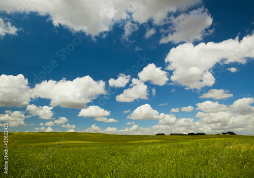 Green meadow