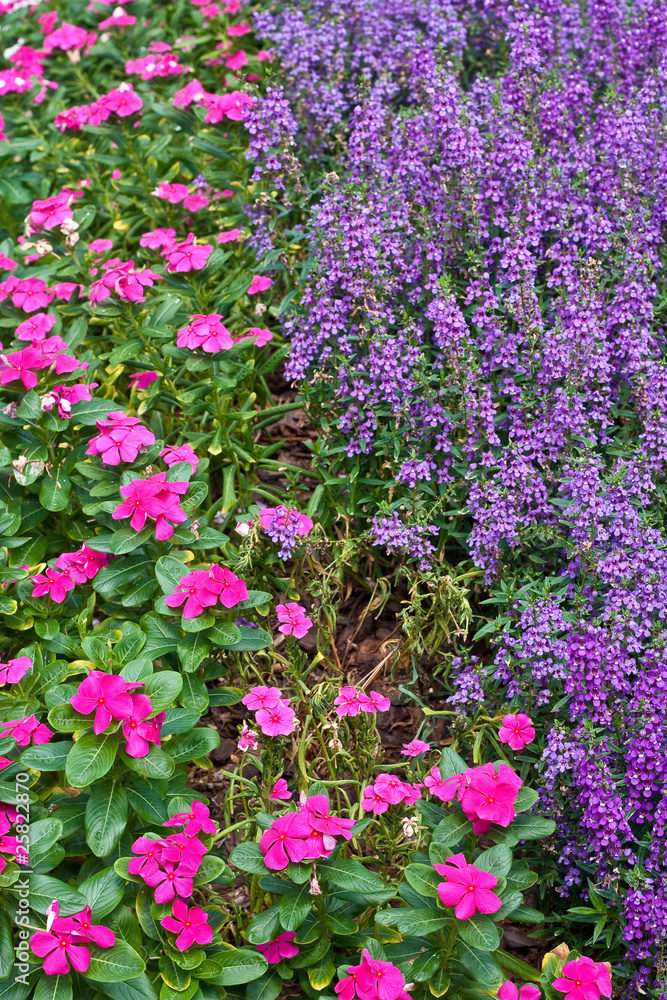 Fototapeta premium Pink and Purple Ground Cover Flowers