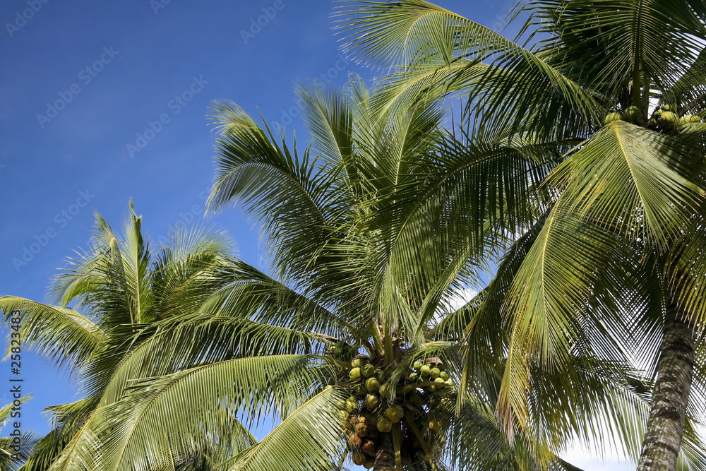 coconut palm trees palawan island