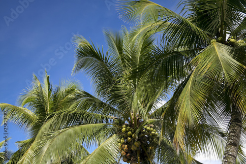 coconut palm trees palawan island © simon gurney