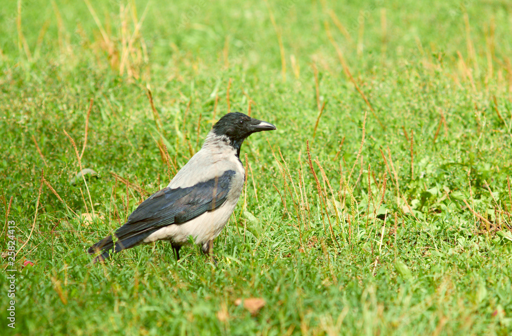 Jackdaw (Corvus monedula). Walking on green meadow. Jackdaw (Corvus monedula). Walking on green meadow.