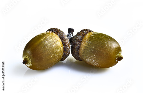 acorns and leafs