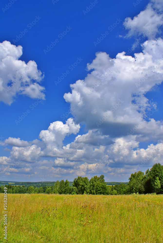 Summer landscape