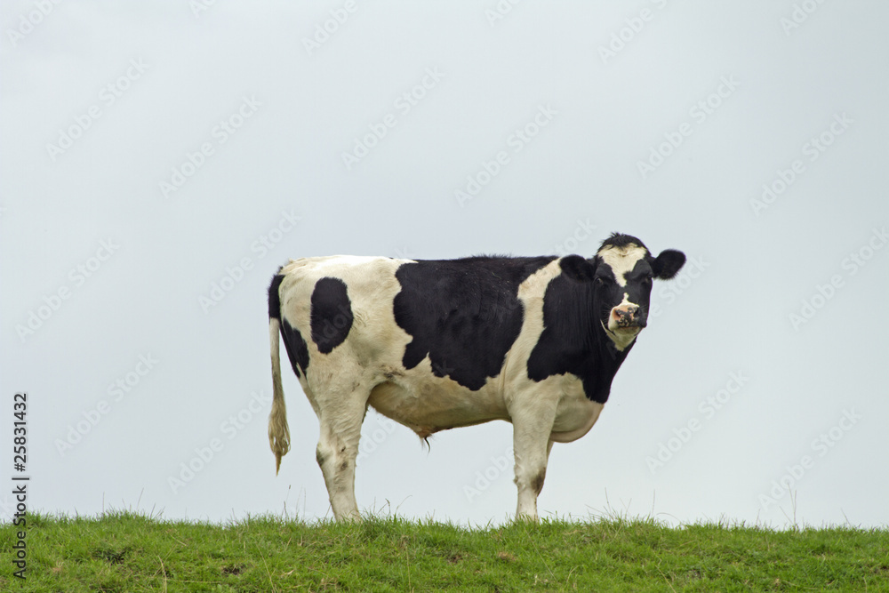 Schwarzbunte Kuh, Schleswig-Holstein, Deutschland Schwarzbunte Kuh, Schleswig-Holstein, Deutschland