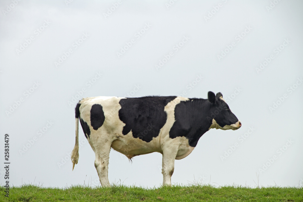 Schwarzbunte Kuh, Schleswig-Holstein, Deutschland Schwarzbunte Kuh, Schleswig-Holstein, Deutschland
