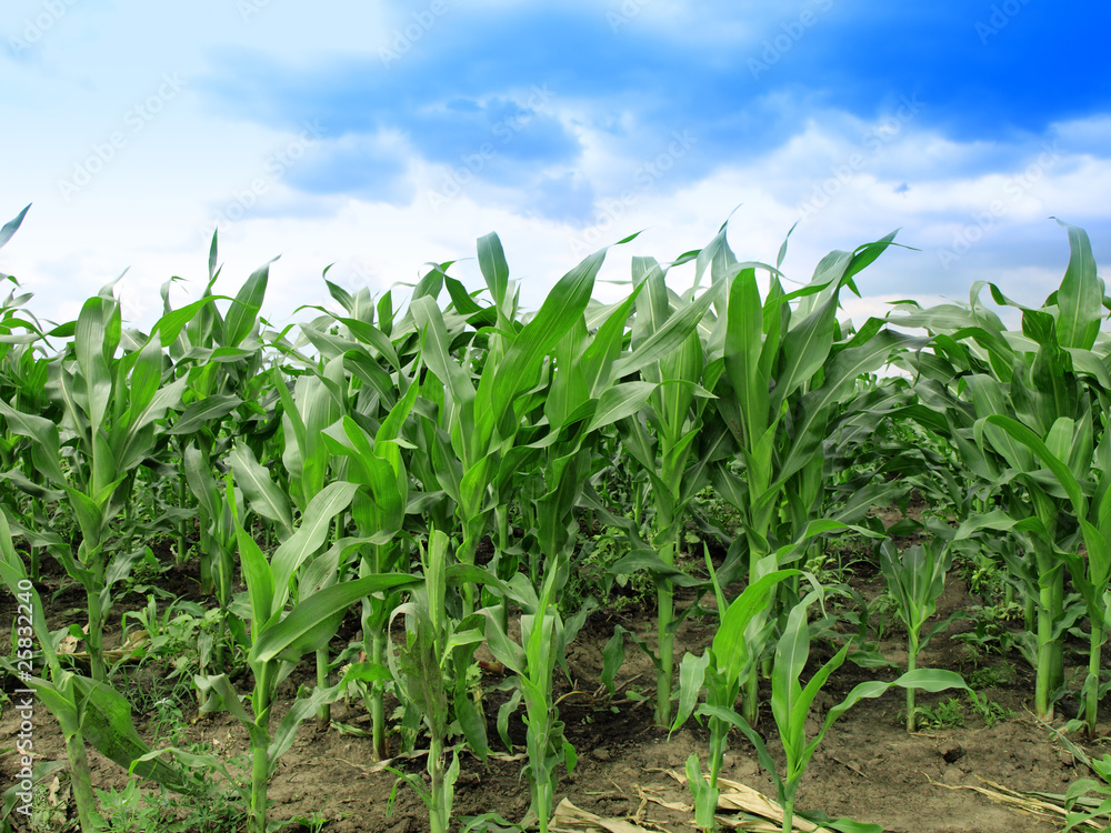 Corn Field Corn Field