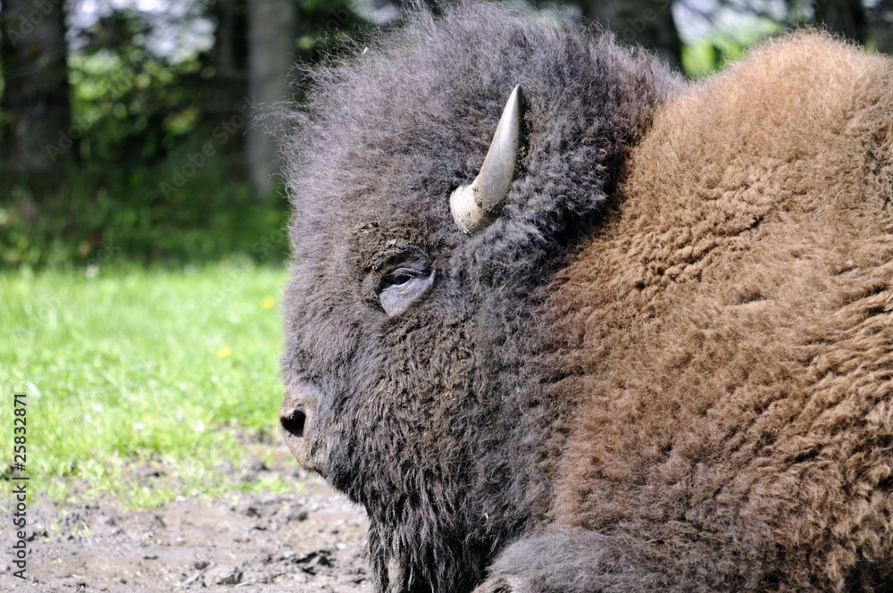 Shot of old male bison lying on a field