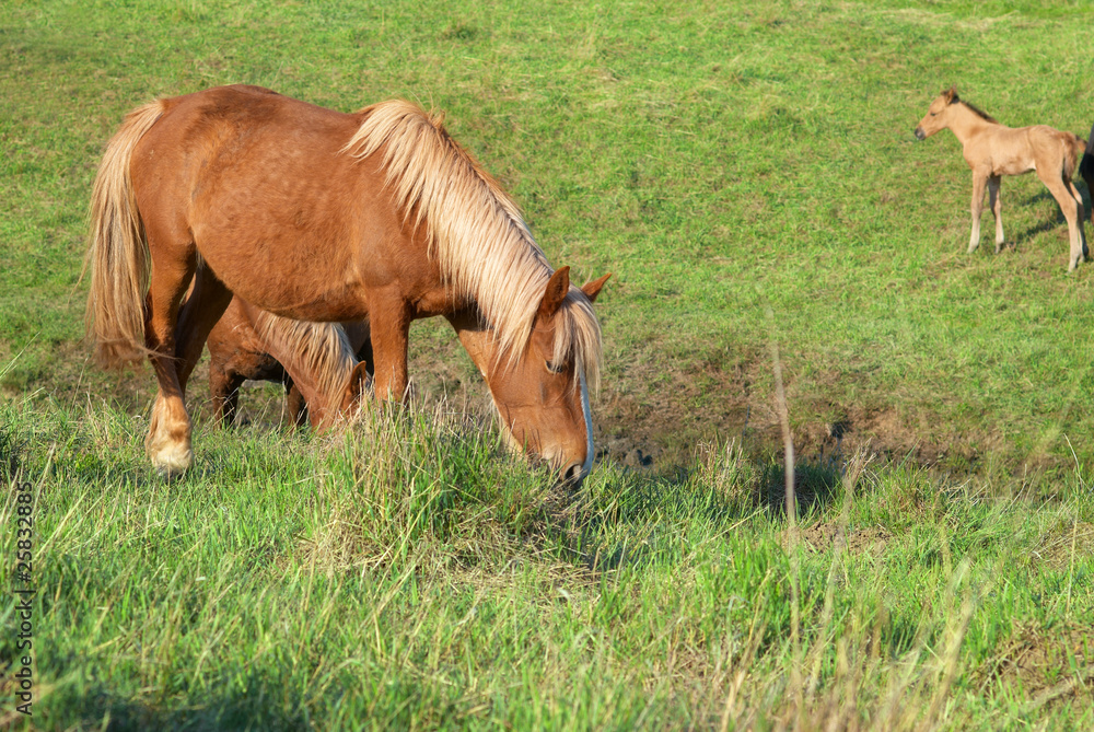 Fototapeta premium Herd of horses