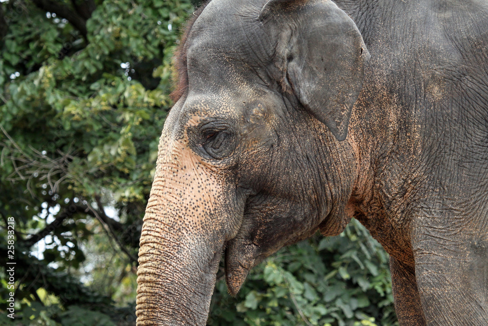 Fototapeta premium Asiatischer Elephant