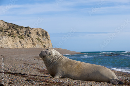 Male Elephant Seal..