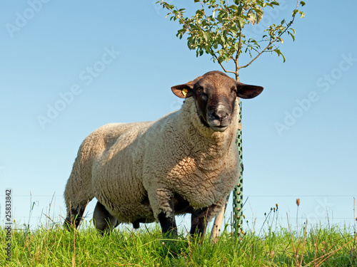 Hausschaf - Ovis orientalis aries photo