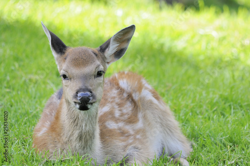 Shot of young doe lying in grass © Eric Fahrner