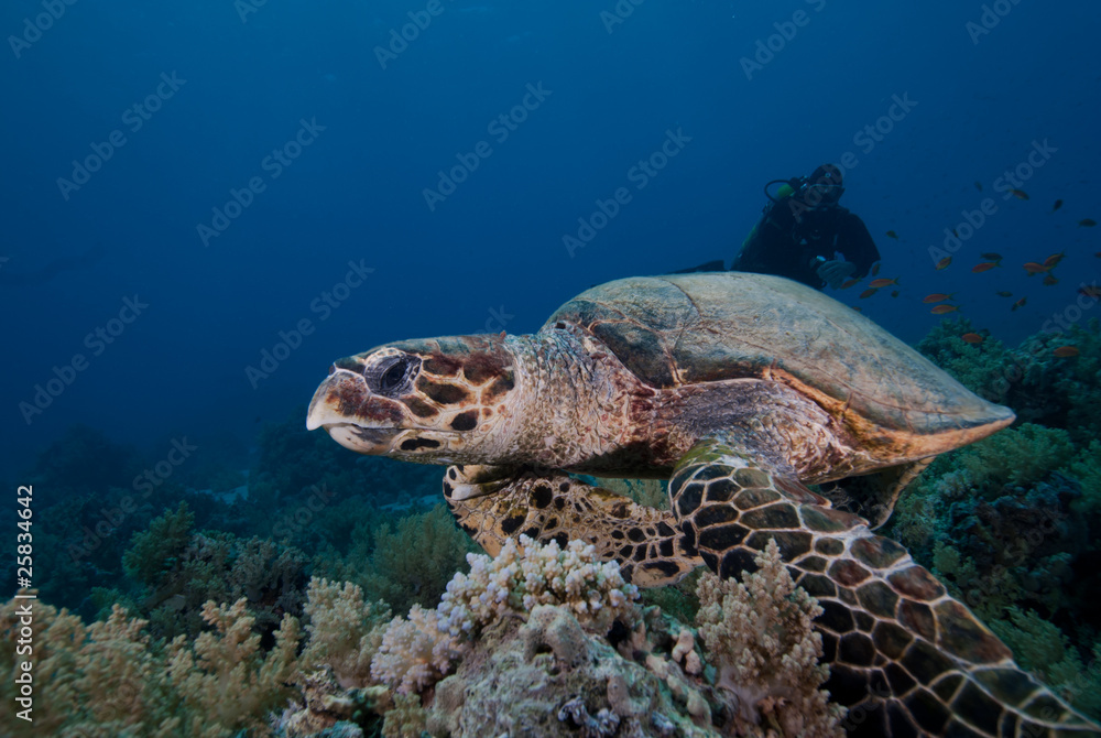Fototapeta premium Hawksbill turtle