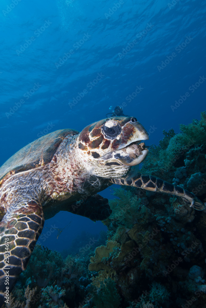 Fototapeta premium Hawksbill turtle