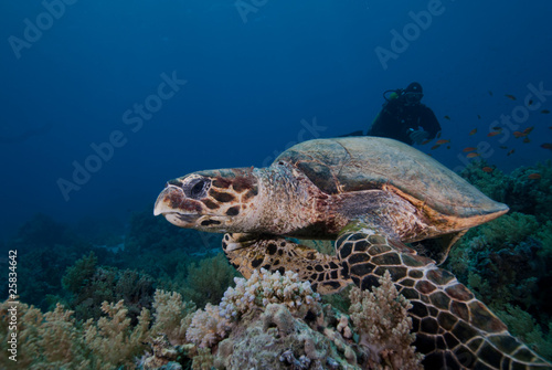Hawksbill turtle © Mark Doherty