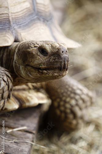 Spornschildkröte