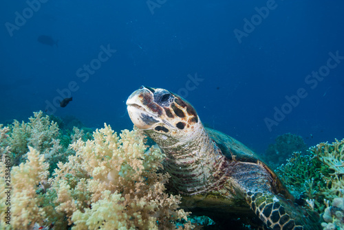 Hawksbill turtle