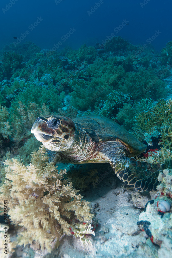 Hawksbill turtle Hawksbill turtle