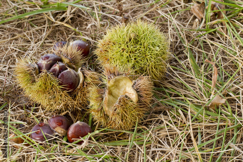 Ripe Chestnuts Fall After Autumn Rain