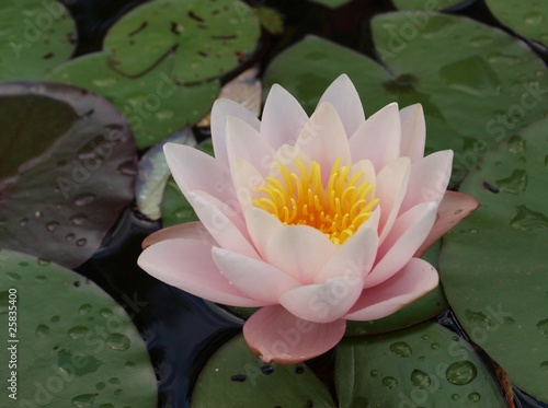 Flower of a water lily in a pond